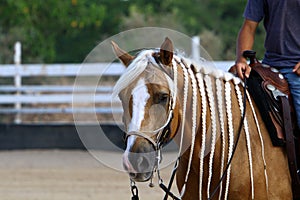 The horse is a large domestic one-hoofed animal.