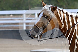 The horse is a large domestic one-hoofed animal.