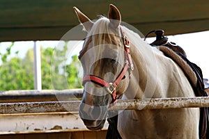 The horse is a large domestic one-hoofed animal.