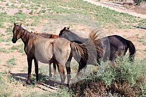 The horse is a large domestic one-hoofed animal.