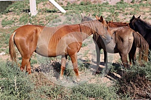 The horse is a large domestic one-hoofed animal.