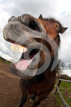 Horse laughing