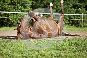 Horse lay on back and having fun to roll in sand
