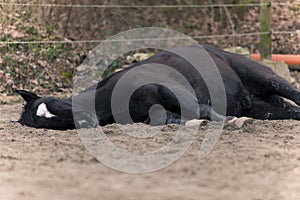 Horse lay on ground to sleep outside. Lazy black horse donÂ´t want to go for a ride and dreaming 