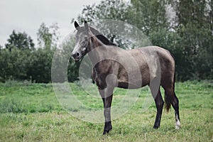 Horse laying in the grass in green field in summeryoung grey trakehner horse in summer rain in green field