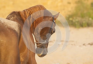 horse in a leather halter with chain