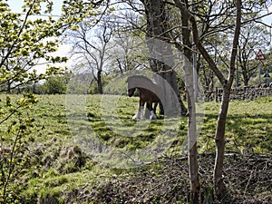 Horse by Leeds Liverpool Canal at Salterforth in the beautiful countryside on the Lancashire Yorkshire border in Northern England