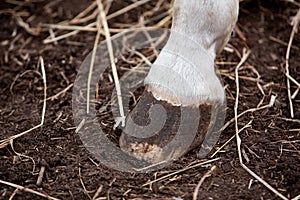 Horse leg with hoof. Skin of white horse. Animal hoof close up.