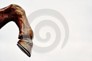 Horse leg with hoof on white background. Lots of space for your text