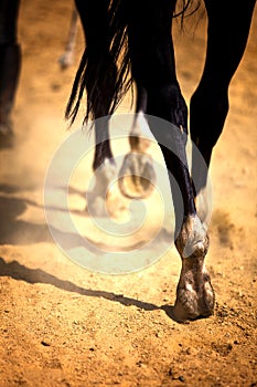 Un caballo piernas 