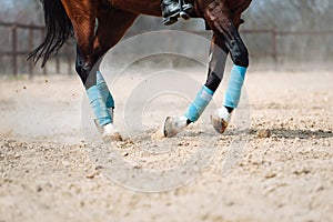 Horse legs close up