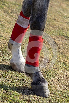 Horse legs with decorative leggings
