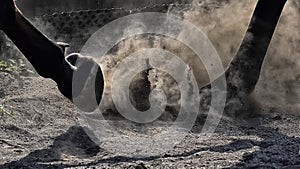 Horse legs in grey dust, detail of horse hoof in dusty gravel. Horse in motion