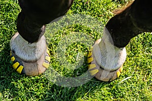 Horse legs, hooves nd modern plastic horseshoes made of composite material.