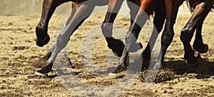 Horse legs participating in a race track