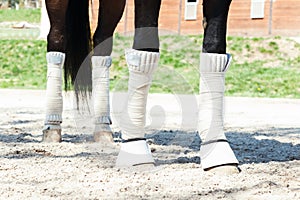 Horse legs in protective bandages standing on equestrian arena s