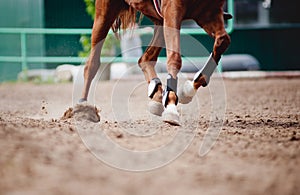 Un cavallo gambe correre 