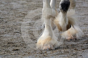 Horse legs with shod hooves