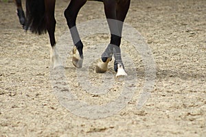 Horse legs showing paces on sand with hooves