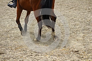 Horse legs showing paces on sand with hooves