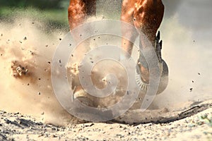 Horse legs trotting in dressage arena