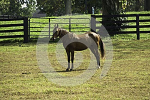 Horse in Lexington Kentucky photo