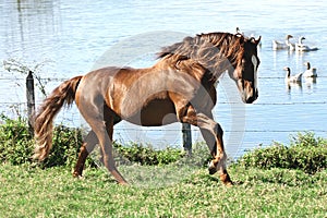 Horse at Liberty