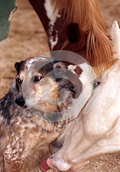 Horse Licking Dog