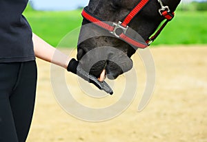 The horse is licking the female palm in outdoors, the natural horsemanship photo