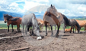 Horse licking salt