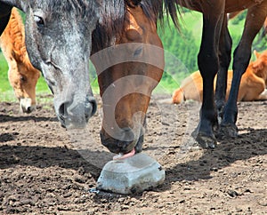 Horse licking salt