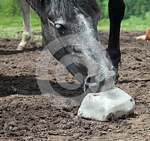 Horse licking salt