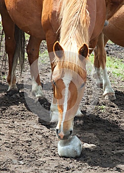 Horse licking salt