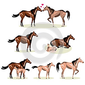 Horse Life with all stages including birth mother and foal colt and adult