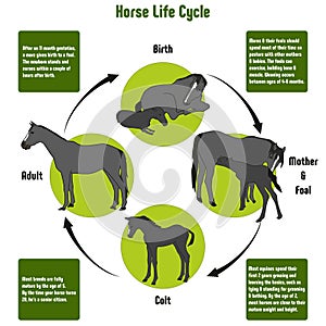 Horse Life Cycle Diagram