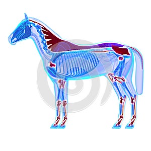 Horse Ligaments and Joints / Tendons - Horse Equus Anatomy - iso