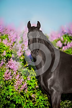 Horse on lilac