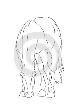 Horse, lines, vector