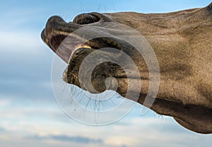 horse lips against the blue sky closeup