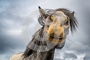 Horse Lips