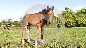 Horse little animal mamal nature foal