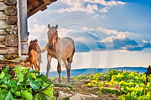 Horse with little foal