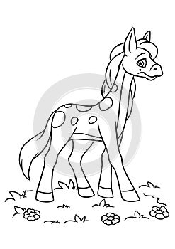 Horse little pony grass meadow illustration character coloring