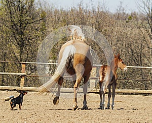 Horse and little red foal running on the sand in the paddock