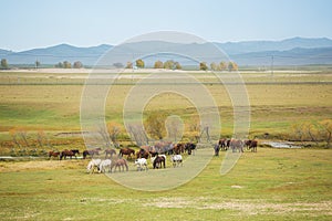 Horses on the prairie of Inner Mongolia, China