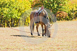 Horses on the prairie of Inner Mongolia, China