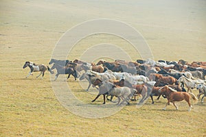 Horses on the prairie of Inner Mongolia, China