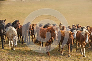 Horses on the prairie of Inner Mongolia, China
