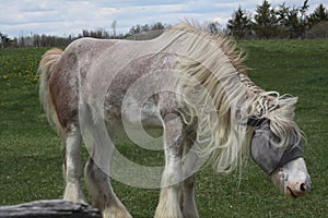 Horse, Long Hair