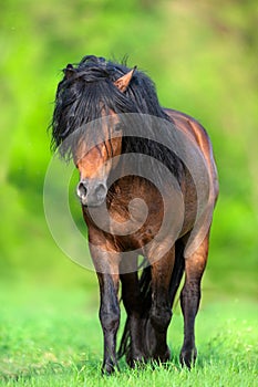 Horse with long mane